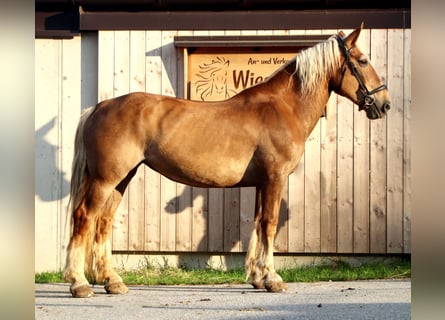 Trait allemand du Sud, Jument, 16 Ans, 155 cm, Alezan
