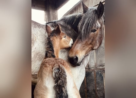 Trait belge, Étalon, 1 Année, Roan-Bay