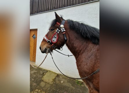 Trait belge, Hongre, 3 Ans, 173 cm, Bai