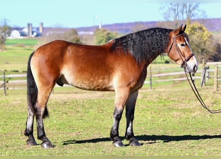 Trait belge Croisé, Hongre, 5 Ans, 163 cm, Bai cerise