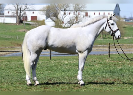 Trait belge, Hongre, 5 Ans, 163 cm, Gris