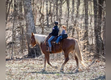 Trait belge Croisé, Hongre, 6 Ans, 163 cm, Bai cerise