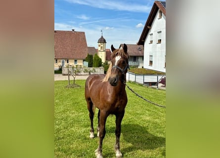 Trait de la Forêt Noire, Étalon, 1 Année, Alezan brûlé