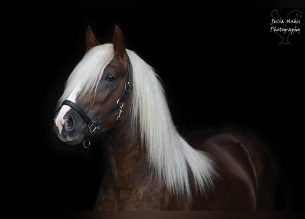 Trait de la Forêt Noire, Étalon, 2 Ans, 155 cm, Alezan brûlé