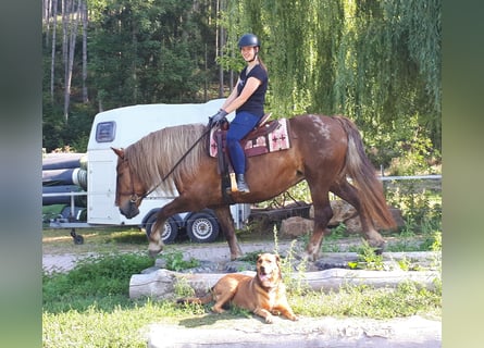 Trait de la Forêt Noire Croisé, Jument, 14 Ans, 152 cm, Rouan Rouge
