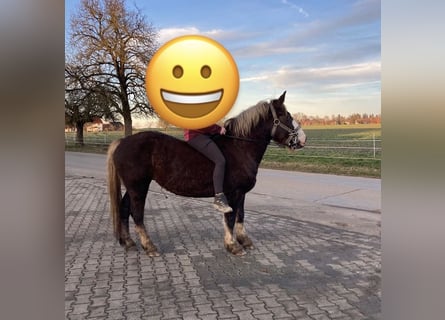 Trait de la Forêt Noire, Jument, 4 Ans, 140 cm, Alezan