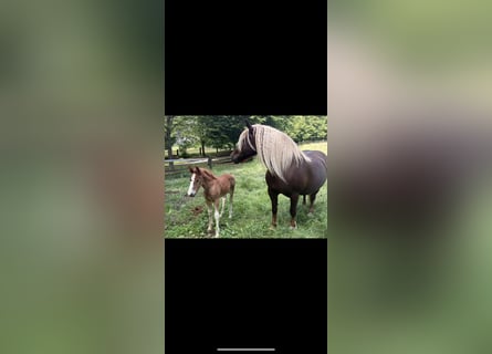 Trait de la Forêt Noire, Jument, Poulain (05/2026)