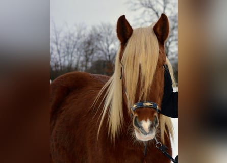 Trait du Schleswig, Hongre, 3 Ans, 163 cm, Alezan