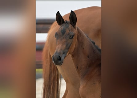 Trakehnare, Hingst, 1 år, 168 cm, Mörkbrun