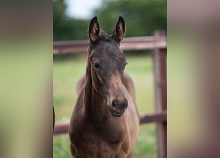 Trakehnare, Hingst, 1 år, 170 cm, Mörkbrun