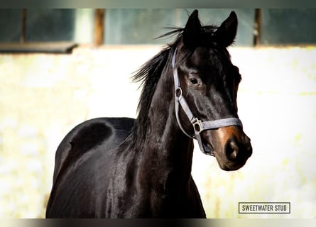 Trakehnare, Hingst, 1 år, 170 cm, Rökfärgad svart