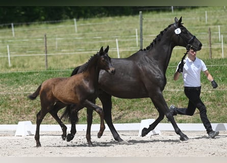 Trakehnare, Hingst, 1 år, 170 cm, Svart