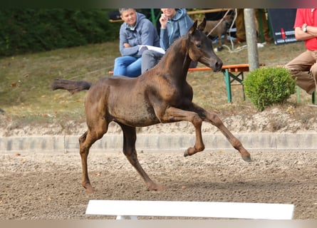 Trakehnare, Hingst, 1 år, Mörkbrun