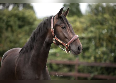 Trakehnare, Hingst, 2 år, 163 cm, Brun