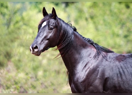 Trakehnare, Hingst, 2 år, 165 cm, Rökfärgad svart