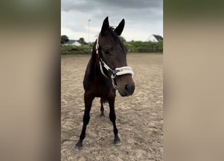 Trakehnare, Hingst, 2 år, 166 cm, Brun