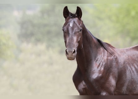 Trakehnare, Hingst, 2 år, 170 cm, Rökfärgad svart