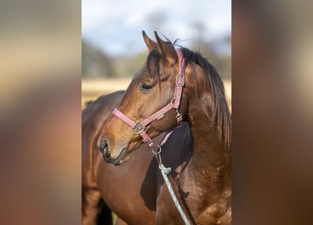 Trakehnare, Hingst, 3 år, 170 cm, Brun