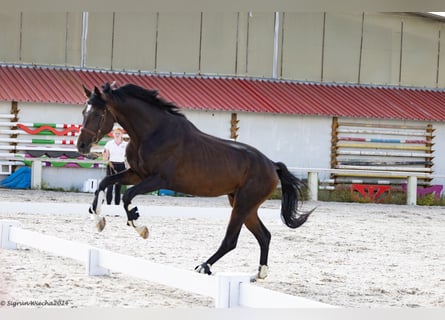 Trakehnare, Hingst, 4 år, 167 cm, Mörkbrun