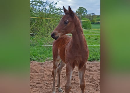 Trakehnare, Hingst, Föl (02/2024), 157 cm, Brun