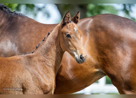 Trakehnare, Hingst, Föl (04/2024), 168 cm, Brun