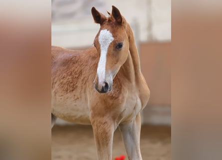 Trakehnare, Hingst, Föl (04/2023), 168 cm, fux