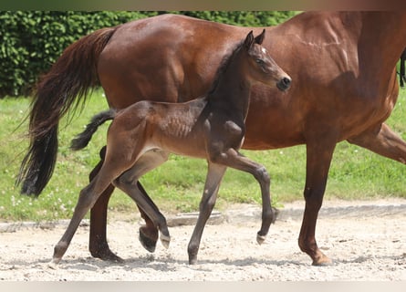 Trakehnare, Hingst, Föl (06/2024), 168 cm, Svart