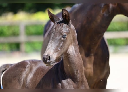 Trakehnare, Hingst, Föl (05/2024), 168 cm, Svart