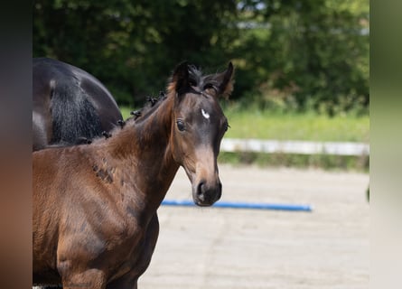 Trakehnare, Hingst, Föl (04/2024), 170 cm, Brun