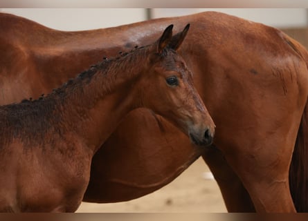 Trakehnare, Hingst, Föl (04/2024), 170 cm, Mörkbrun