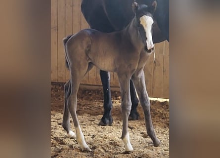 Trakehnare, Hingst, Föl (04/2024), 170 cm, Svart