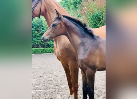 Trakehnare, Hingst, Föl (05/2023), Brun