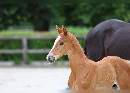 Trakehnare, Hingst, Föl (01/2024), fux