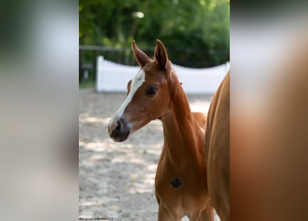 Trakehnare, Hingst, Föl (05/2023), fux