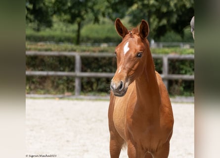 Trakehnare, Hingst, Föl (03/2023), fux