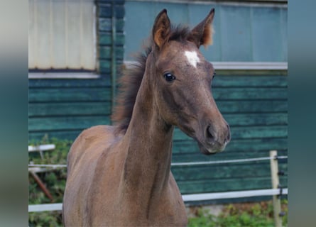 Trakehnare, Hingst, Föl (06/2024), Grå