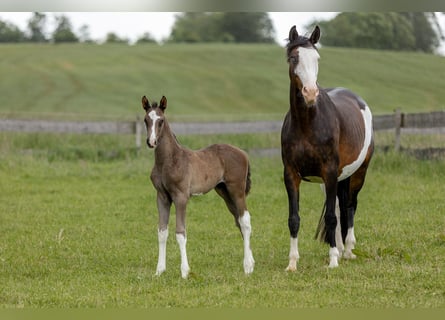 Trakehnare, Hingst, Föl (05/2024), Mörkbrun