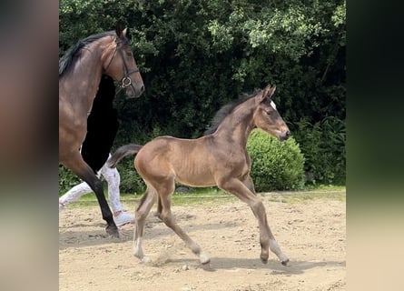 Trakehnare, Hingst, Föl (05/2024), Mörkbrun