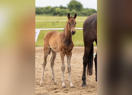 Trakehnare, Hingst, Föl (04/2023), Mörkbrun