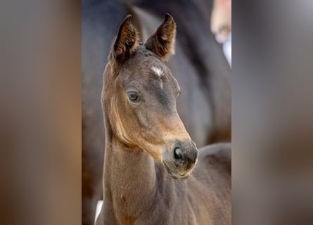 Trakehnare, Hingst, Föl (05/2024), Rökfärgad svart