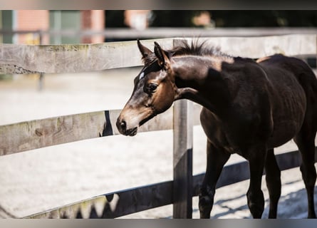 Trakehnare, Hingst, Föl (03/2024), Rökfärgad svart