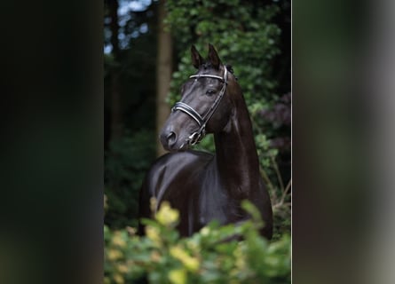 Trakehnare, Hingst, 26 år, 170 cm, Rökfärgad svart