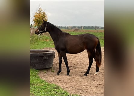 Trakehnare, Sto, 1 år, 165 cm, Mörkbrun