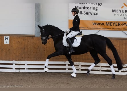 Trakehnare, Sto, 3 år, 169 cm, Rökfärgad svart