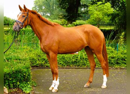 Trakehner, Stute, 3 Jahre, 170 cm, Fuchs