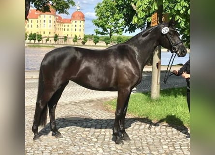 Trakehnare, Sto, 8 år, 164 cm, Svart