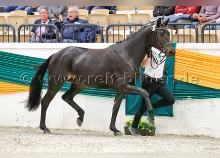 Trakehnare, Sto, 8 år, 165 cm, Rökfärgad svart