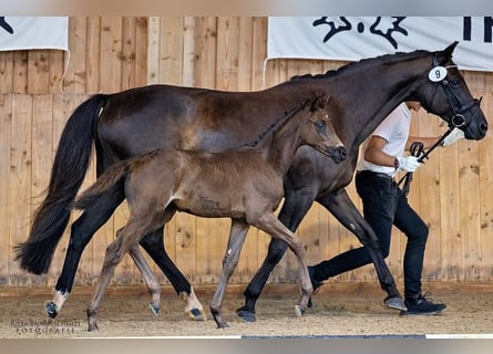 Trakehnare, Sto, Föl (06/2024), 168 cm, Svart