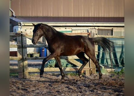 Trakehnare, Valack, 2 år, 165 cm, Rökfärgad svart