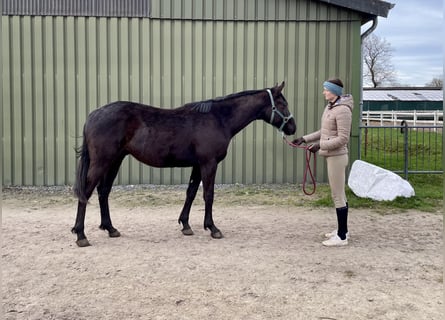 Trakehnare, Valack, 2 år, 166 cm, Rökfärgad svart